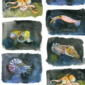 Watercolor Cephalopods