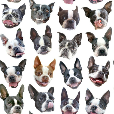 Boston Terriers Dog Dogs Cute Pet Dog Toys Print on Fabric by The Yard Basketweave Cotton Canvas for Upholstery Home Decor Bottomweight Apparel Spoonflower Boston Terrier Fabric 