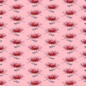 chrysanthemum_bubblegum_mini