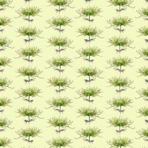 lime-green-chrysanthemum_mini