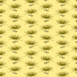 chrysanthemum_yellow_mini