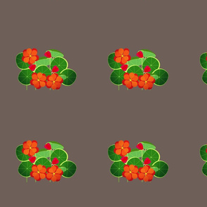 nasturtium