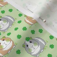 small guinea pigs with shamrocks