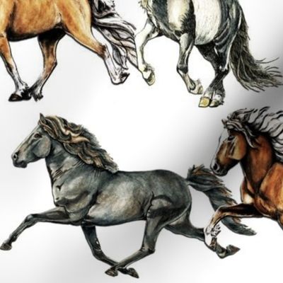 Trio of Icelandic Horses