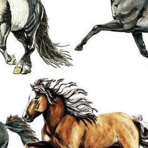 Trio of Icelandic Horses