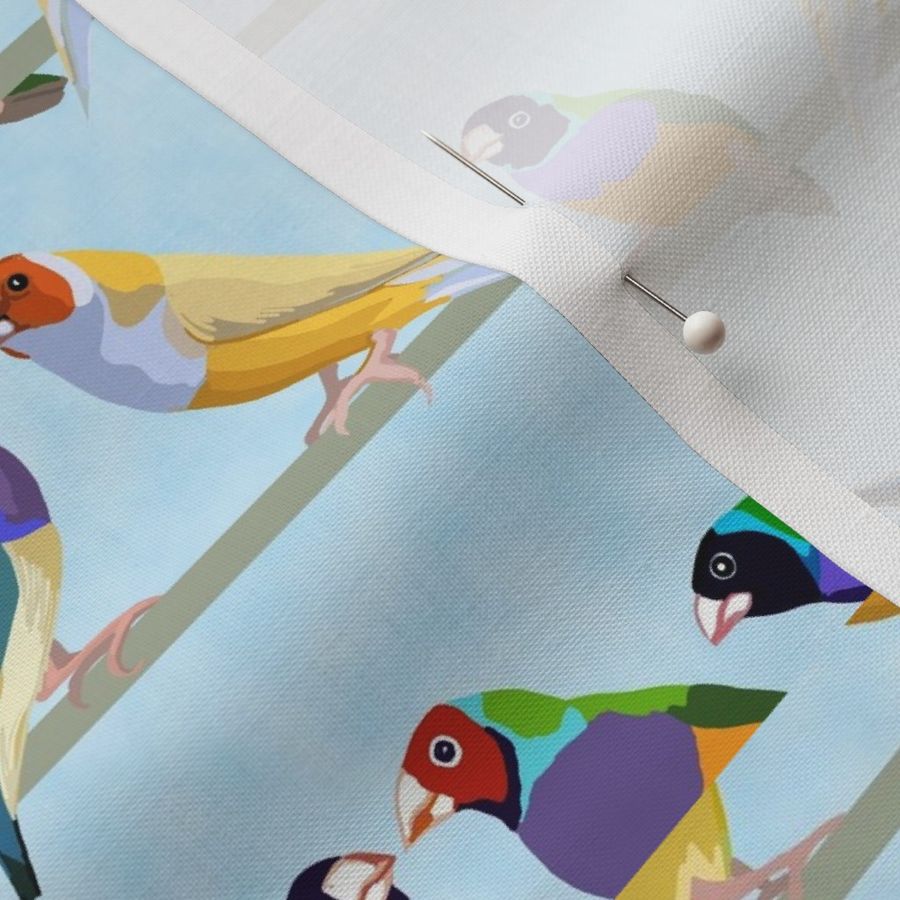 Glorious Gouldian Finches-pale blue