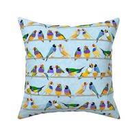 Glorious Gouldian Finches-pale blue