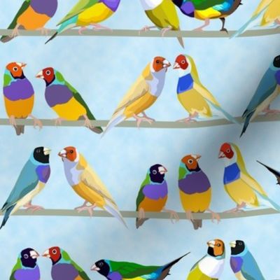 Glorious Gouldian Finches-pale blue