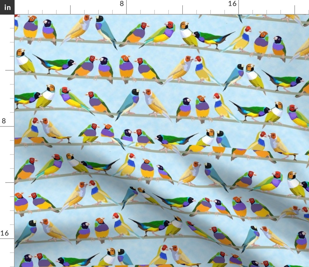 Glorious Gouldian Finches-pale blue