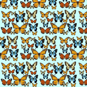 Butterflies Butterflies Butterflies