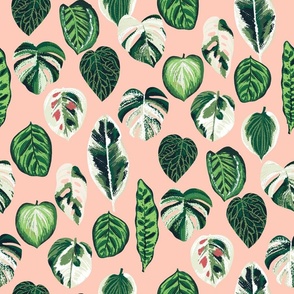 variegated palm plants fabric - palm print, monstera fabric, palm print wallpaper, monstera wallpaper, variegated leaves - blush