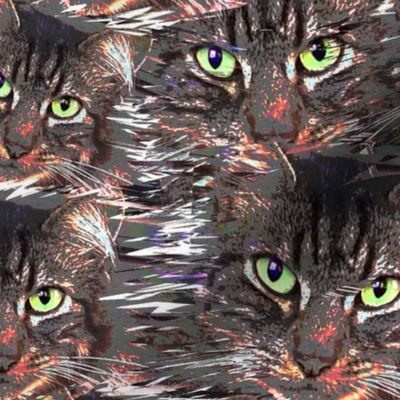 Maine Coon Green Cat Eyes white gray background