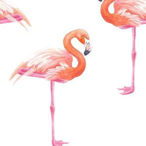 Pink flamingo