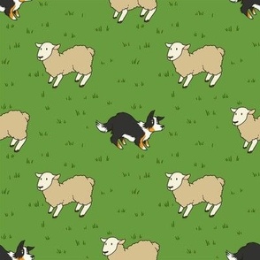 Come Bye - Large - Tri Dogs, White Sheep