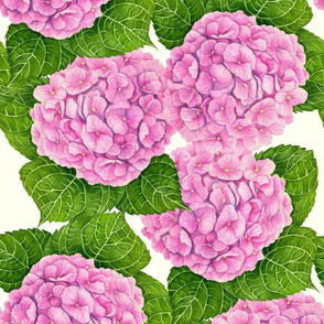 Pink hydrangea on ivory background 