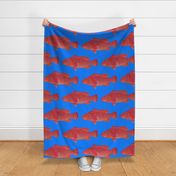 Coral Hind Grouper on sea blue