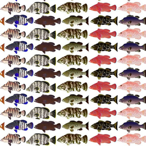 12 Groupers