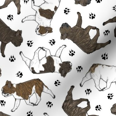 Trotting brindle French Bulldogs and paw prints - white