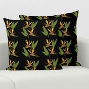 Birds of Paradise - Tropical Strelitzia #1 Black, medium