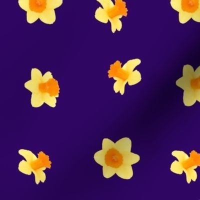 Daffodils falling from a deep navy purple sky