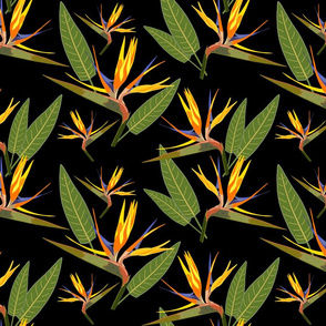 Birds of Paradise - Tropical Strelitzia #2 Black, large 