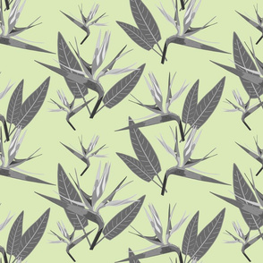 Birds of Paradise - Tropical Strelitzia #4 Greyscale on Cool Mint Green, large 