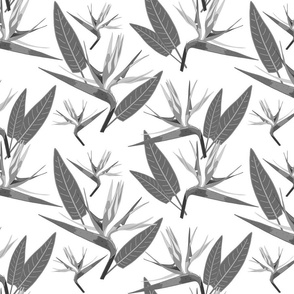 Birds of Paradise - Tropical Strelitzia #2 Greyscale on White, large 