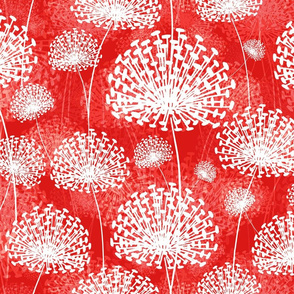 Dandelions (red white)50