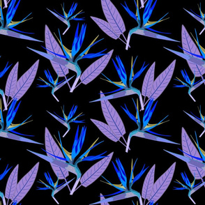 Birds of Paradise - Tropical Strelitzia #4 Blues on Black, large 