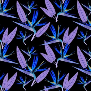 Birds of Paradise - Tropical Strelitzia #2 Blues on Black, large 