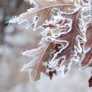 Frosted Oak Leaves