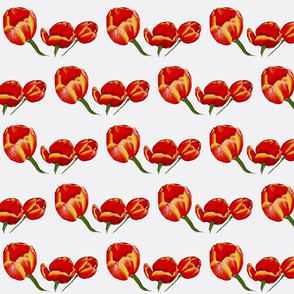 Tulips Rocket Red on White Retro Floral