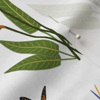 Birds of Paradise - Elegant Motif - White 