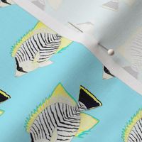 Chevron Butterflyfish on light blue