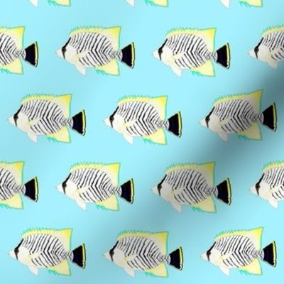 Chevron Butterflyfish on light blue