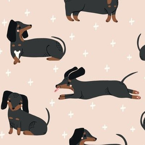 sweet dachshunds pink