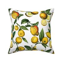 14" Delicious Vintage Citrus Fruit Pattern White