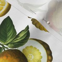 10" Delicious Vintage Citrus Fruit Pattern White