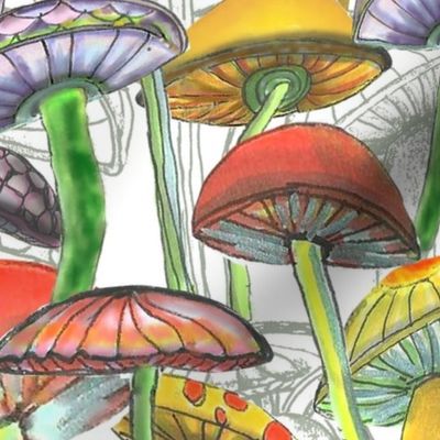 Magic Mushrooms