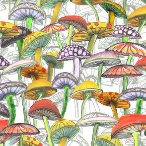 Magic Mushrooms