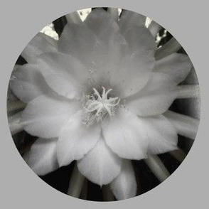 giant star flower in B/W cream