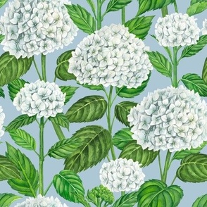 White hydrangea flowers on soft blue, watercolor