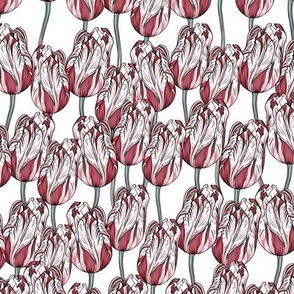 TULIPS 