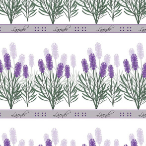Lavender Flowers - Growing - White Background