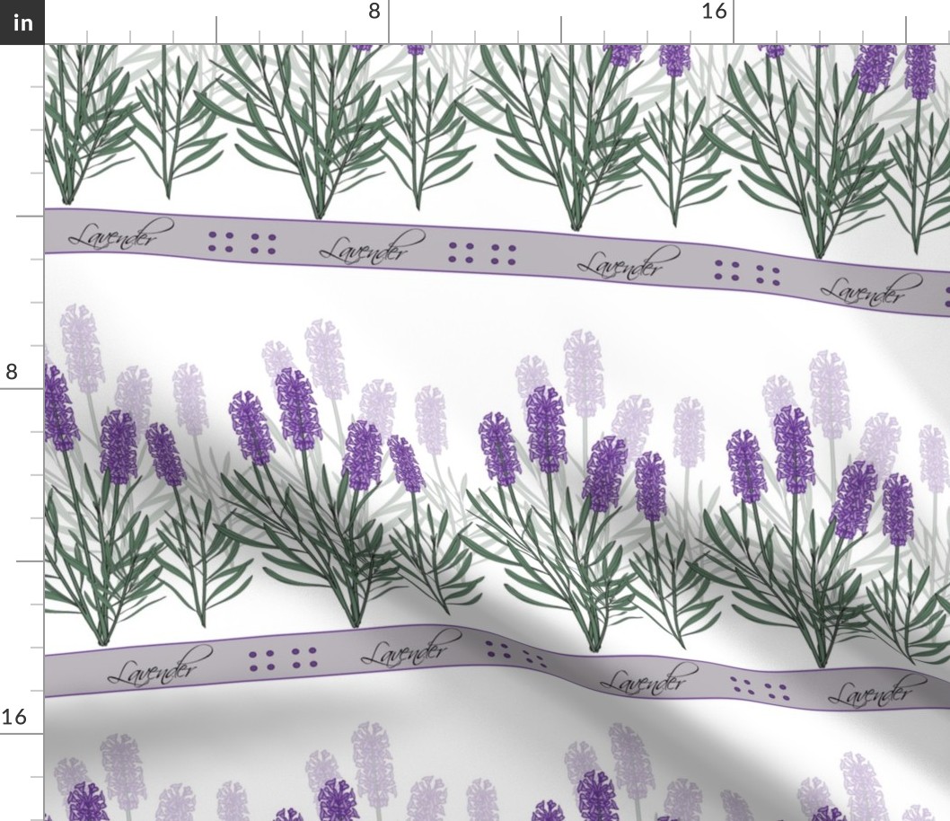 Lavender Flowers - Growing - White Background