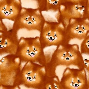 A Bunch of Pomeranians – Large Scale