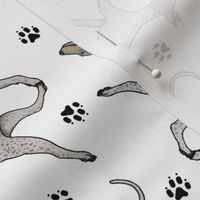 Trotting American Hairless Terriers and paw prints - white