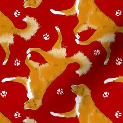 Trotting Nova Scotia duck tolling Retriever and paw prints - red