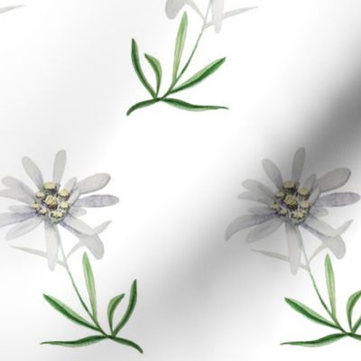 edelweiss-flower-watercolor-pattern-2