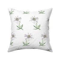 edelweiss-flower-watercolor-pattern-2